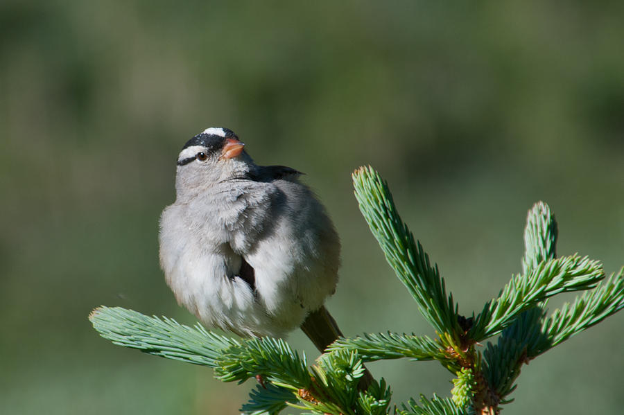 White-crowned Sparrow Photograph by Cascade Colors