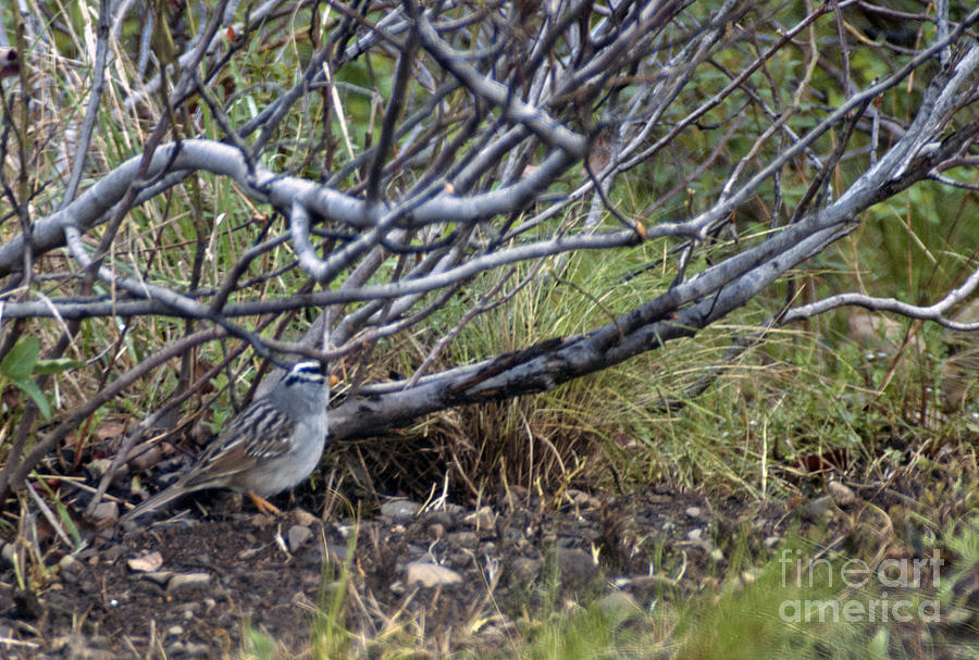 White Crowned Sparrow Photograph by Cindy Murphy - NightVisions 