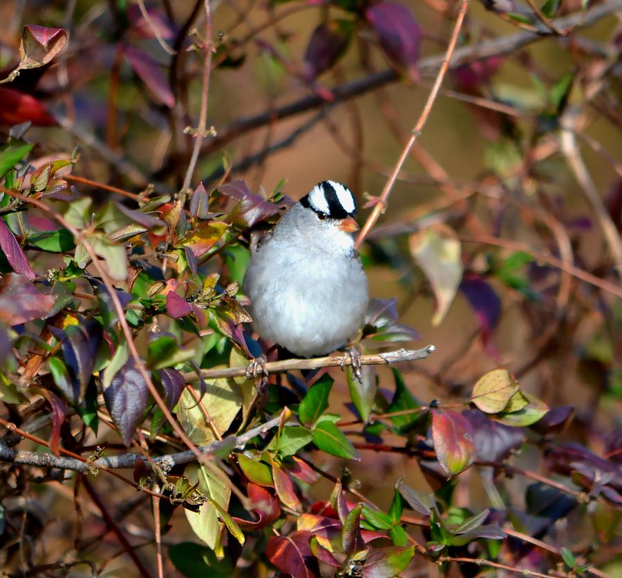 White Crowned Sparrow Photograph by Deena Stoddard