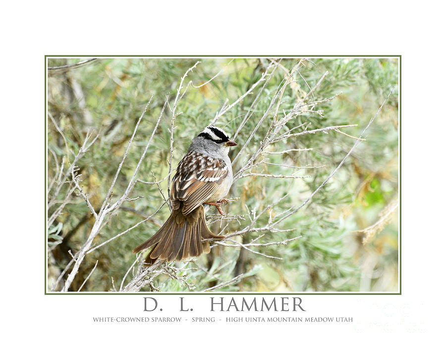 White-crowned Sparrow Photograph by Dennis Hammer