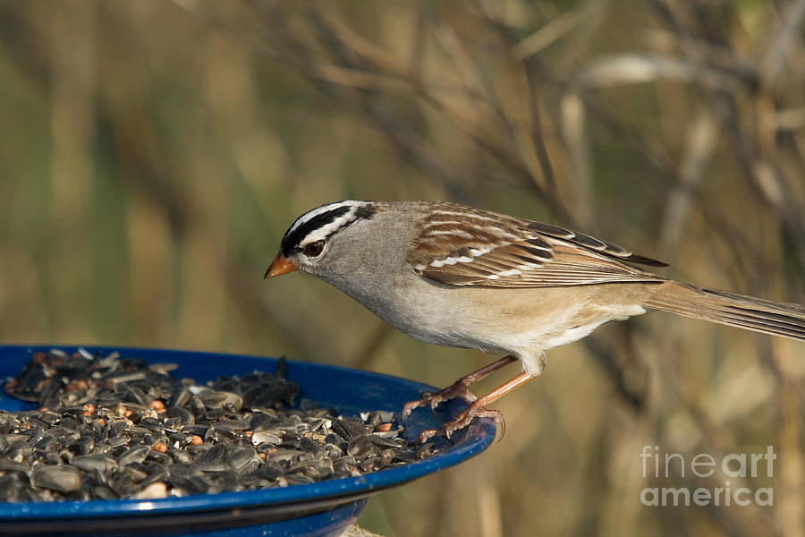 White-crowned Sparrow Eats Photograph by Linda Freshwaters Arndt