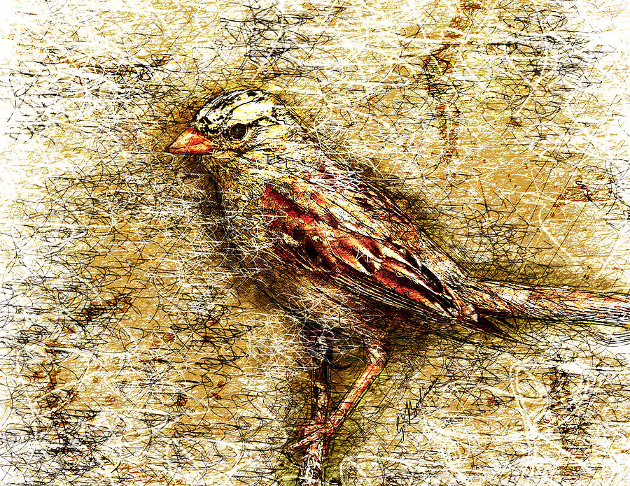 White Crowned Sparrow Digital Art by Gary Bodnar