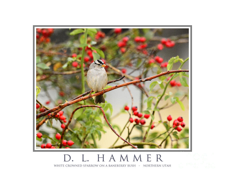 White Crowned Sparrow in Baneberry Bush Photograph by Dennis Hammer
