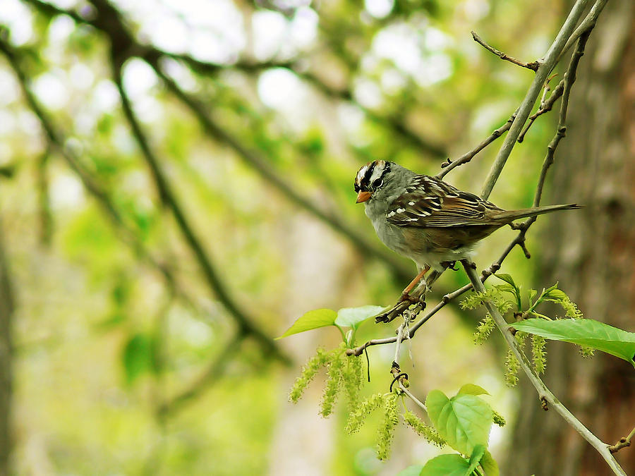 White Crowned Sparrow in Spring Photograph by Pamela Patch
