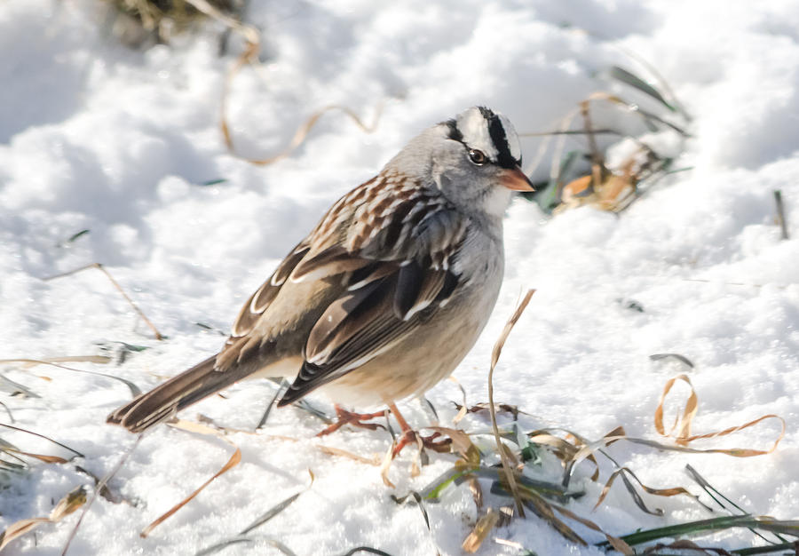 White-Crowned Sparrow in the Snow Photograph by Holden The Moment