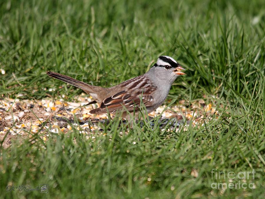 White-Crowned Sparrow Photograph by J McCombie