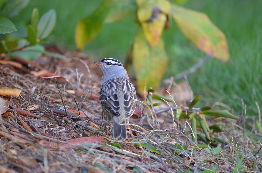 White-crowned Sparrow Photograph by James Petersen