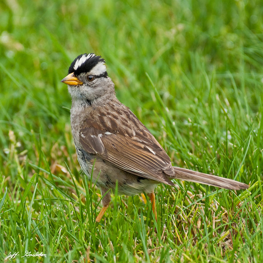 White Crowned Sparrow Photograph by Jeff Goulden