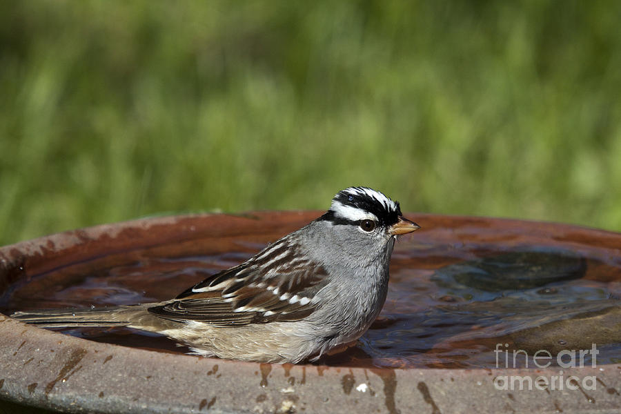 White-crowned Sparrow Photograph by Linda Freshwaters Arndt