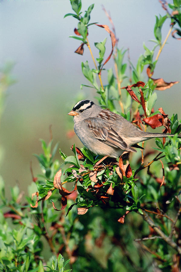 White-crowned Sparrow Photograph by Paul J. Fusco