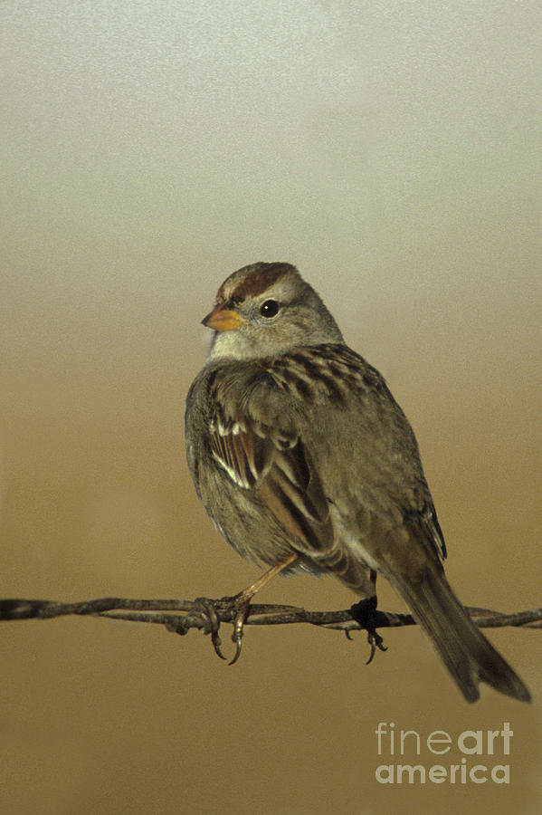 White-crowned Sparrow Photograph by Ron & Nancy Sanford