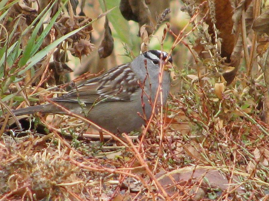 White-crowned Sparrow Photograph by Steven Parker