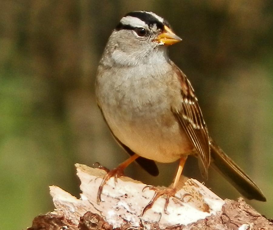White-Crowned Sparrow Photograph by VLee Watson