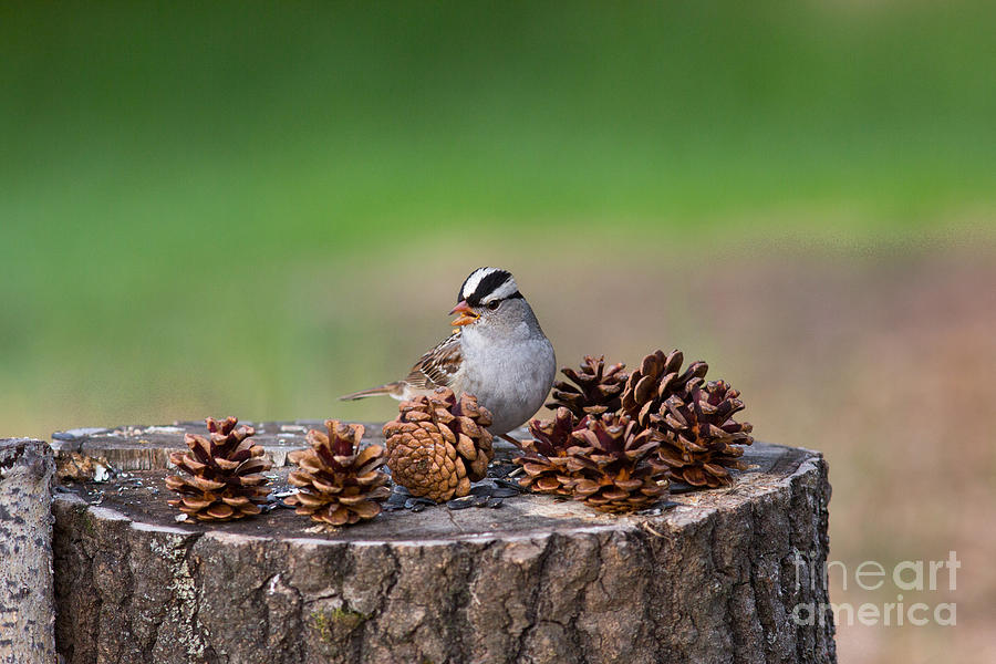 White-crowned Sparrow Zonotrichia Photograph by Linda Freshwaters Arndt