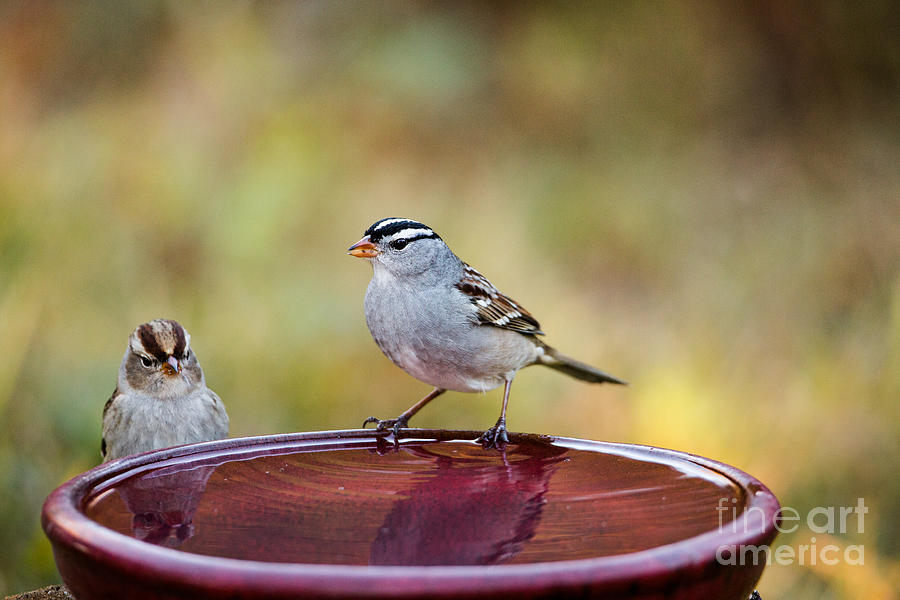 White-crowned Sparrows Photograph by Linda Freshwaters Arndt