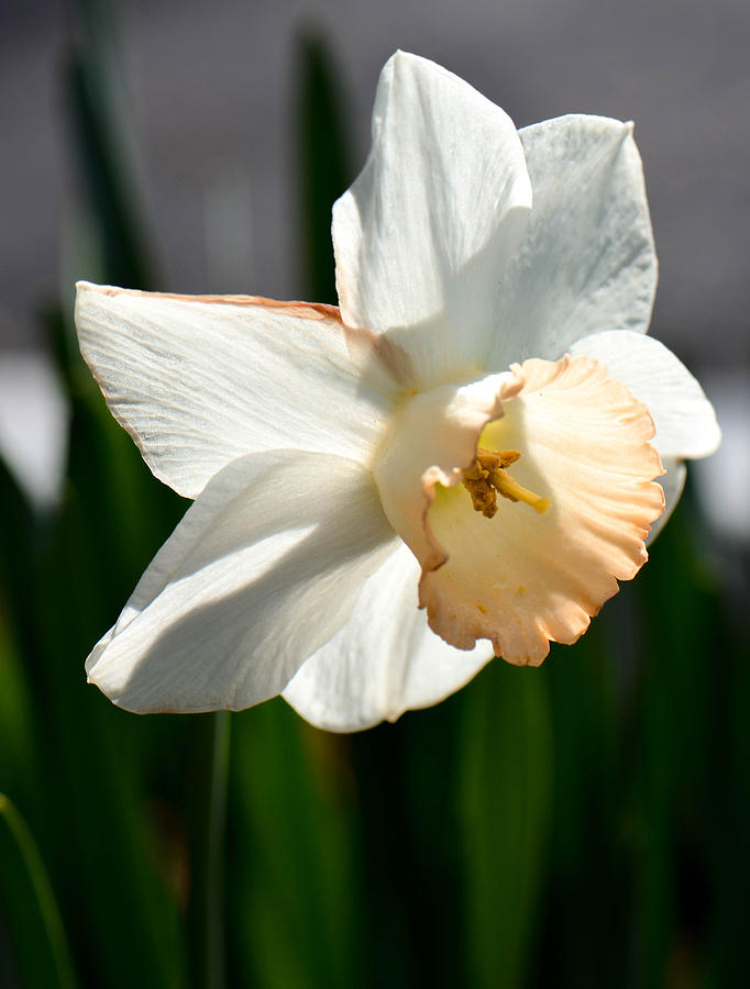 White Daffodil Photograph by Amy Porter