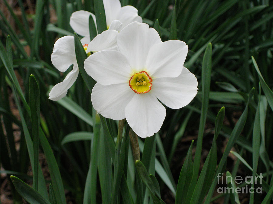White Daffodil Photograph by Anne Nordhaus-Bike