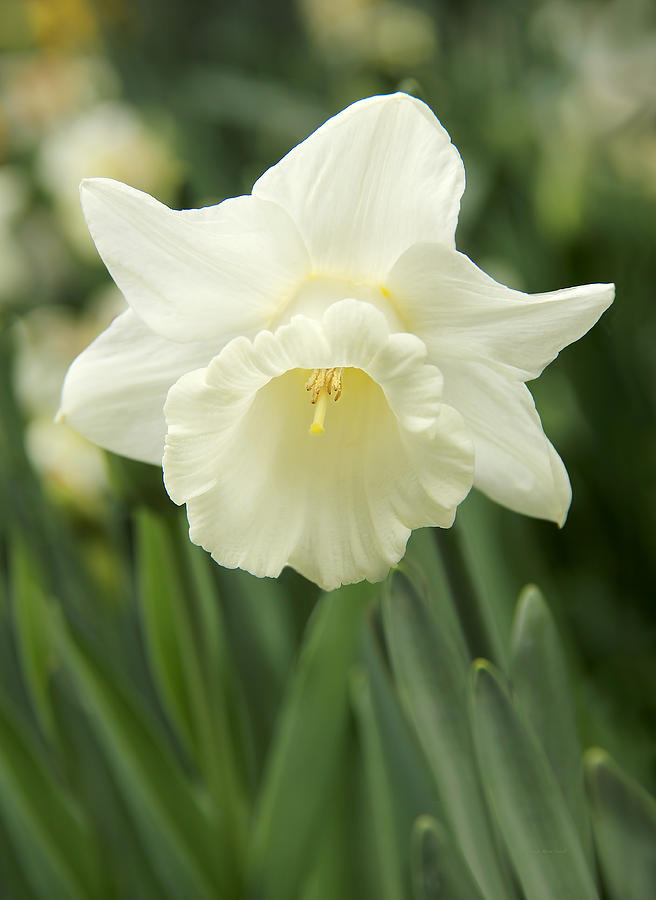 White Daffodil Flower Photograph by Jennie Marie Schell