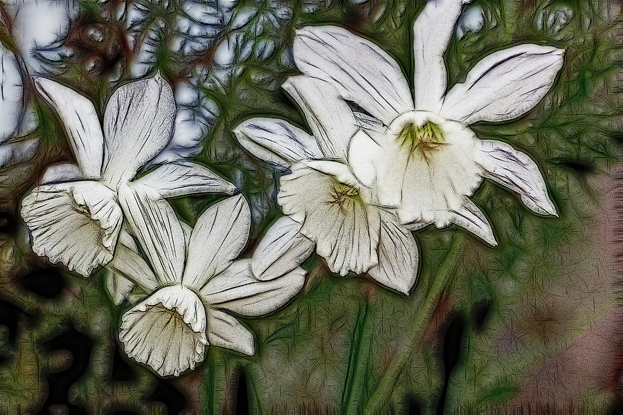 White Daffodil Flowers Digital Art by Photographic Art by Russel Ray Photos