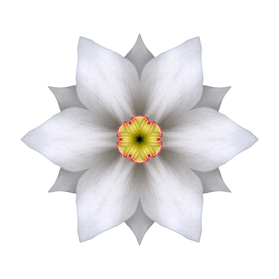 White Daffodil II Flower Mandala White Photograph by David J Bookbinder