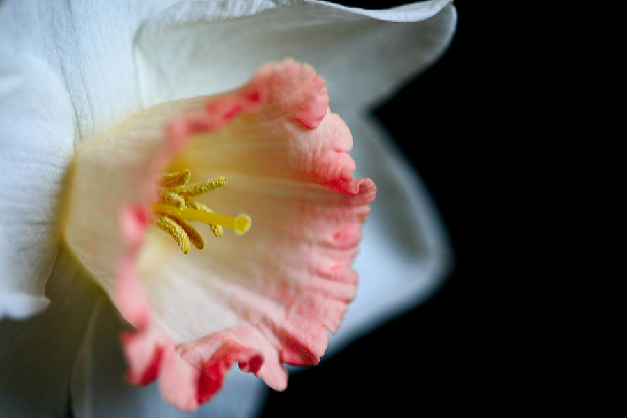 Flowers Still Life Photograph - White Daffodil by John Holloway