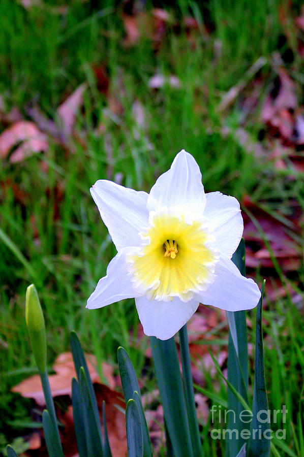 White Daffodil Photograph by Kathy  White