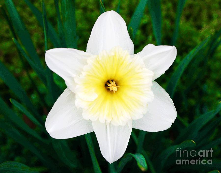 White Daffodil Photograph by Larry Oskin