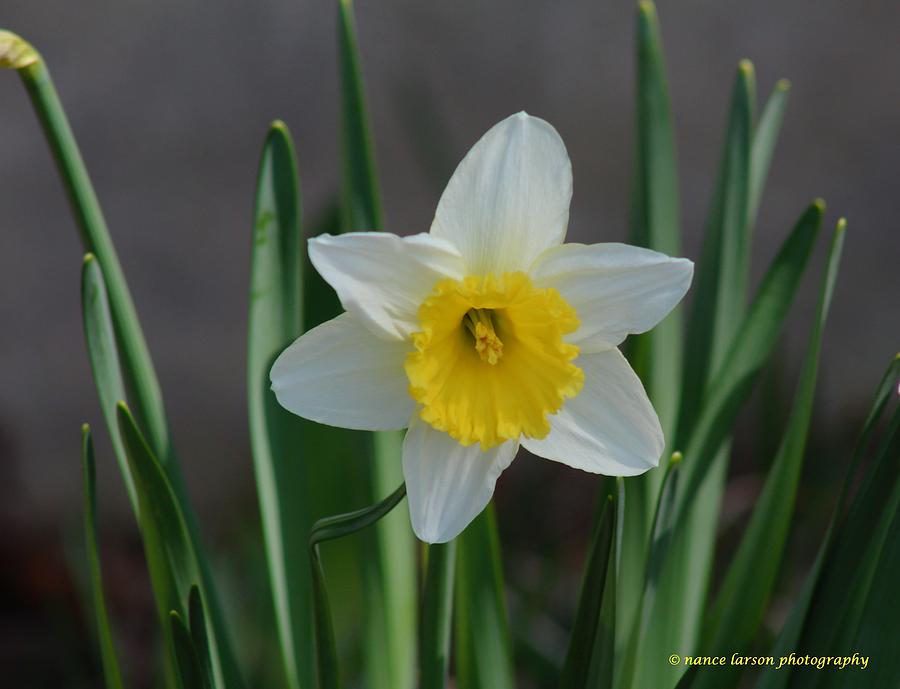 Canary Photograph - White Daffodil by Nance Larson