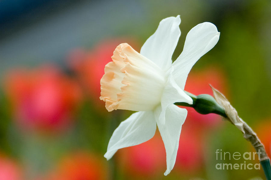 White daffodil Photograph by Oscar Gutierrez