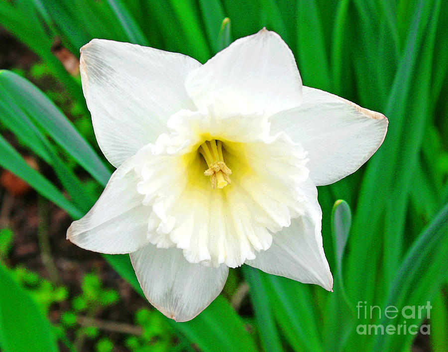 White Daffodil Smile Photograph by Larry Oskin