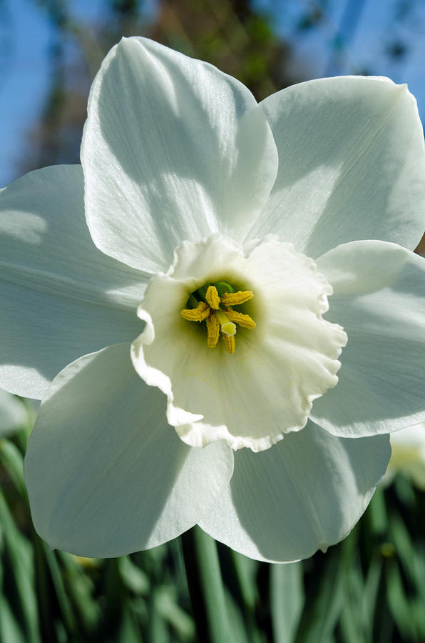 White Daffodil Photograph by Tikvahs Hope