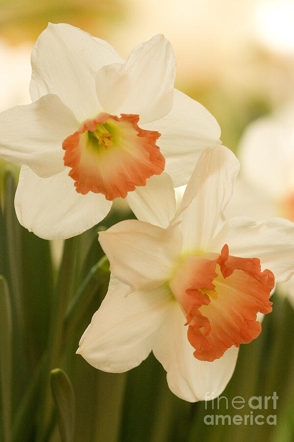 White Daffodils 1 Photograph by Chris Scroggins