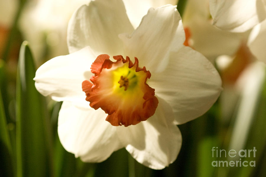 White Daffodils 2 Photograph by Chris Scroggins