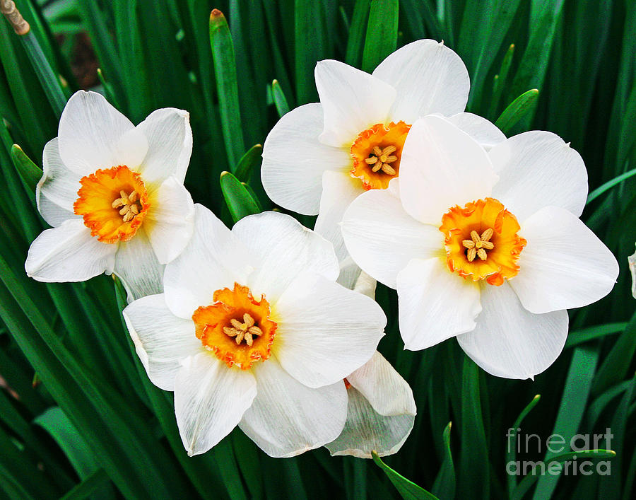 White Daffodils Shine Photograph by Larry Oskin