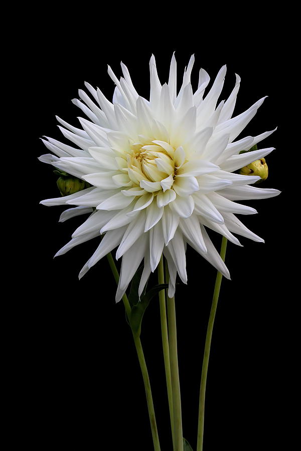 White Dahlia Photograph by Angie Vogel