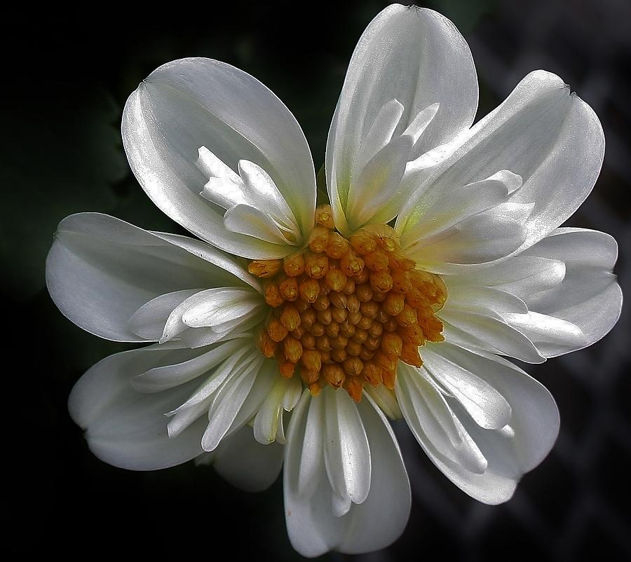 White Dahlia Photograph by Bruce Bley
