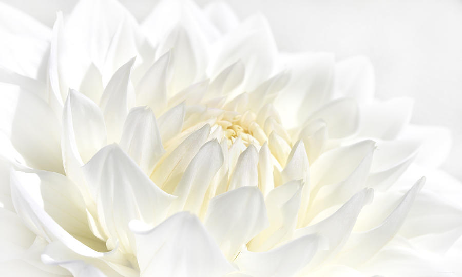 White Dahlia Flower Photograph by Jennie Marie Schell
