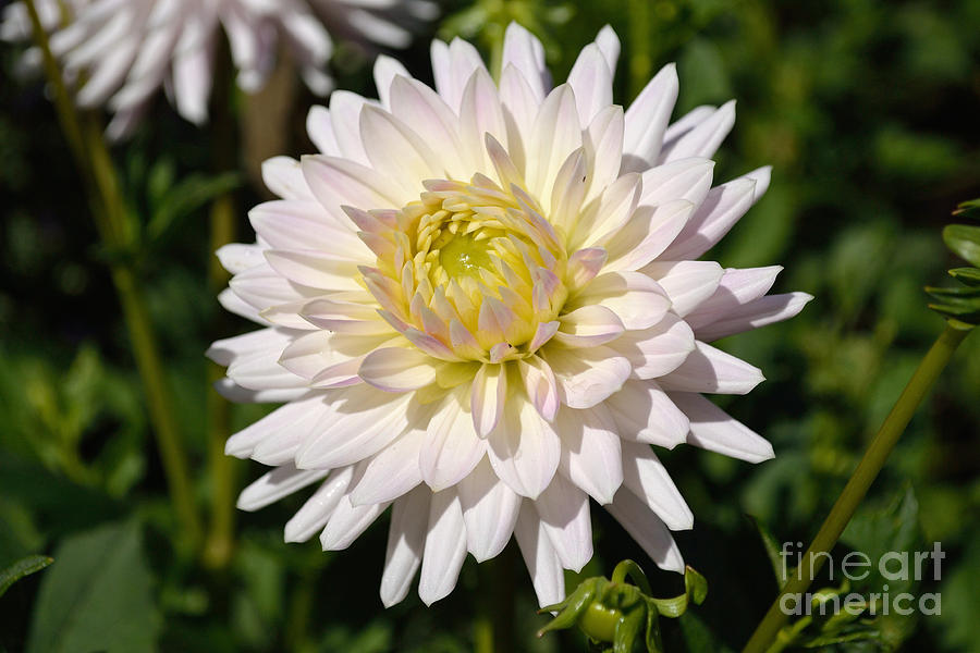 Flowers Still Life Photograph - White Dahlia Flower by Scott Lyons