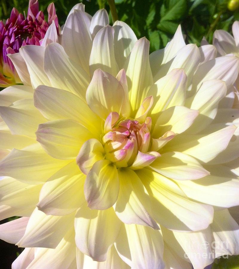 White Dahlia Flower Photograph by Susan Garren