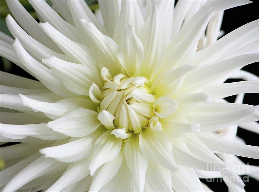 White Dahlia Photograph by Lisa Billingsley