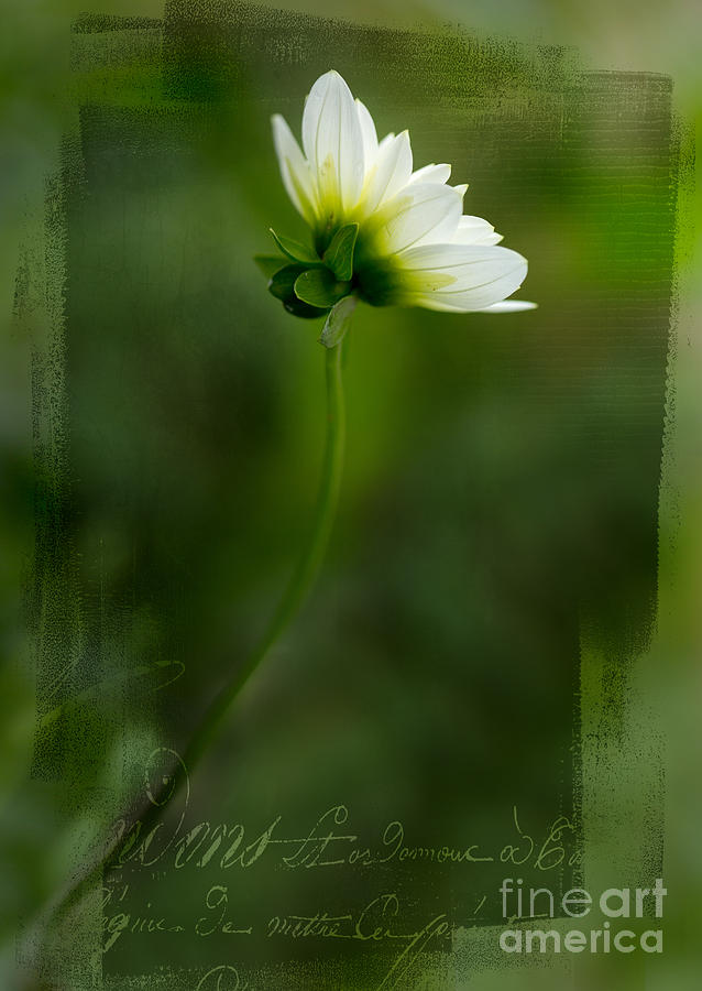 White Dahlia Photograph by Rebecca Cozart