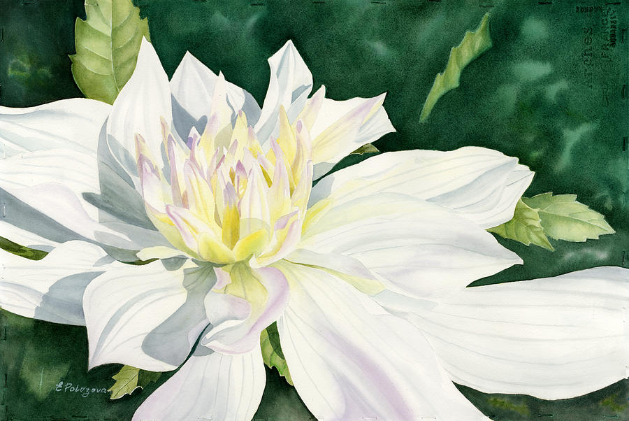 White Dahlia - transparent watercolor Painting by Elena Polozova