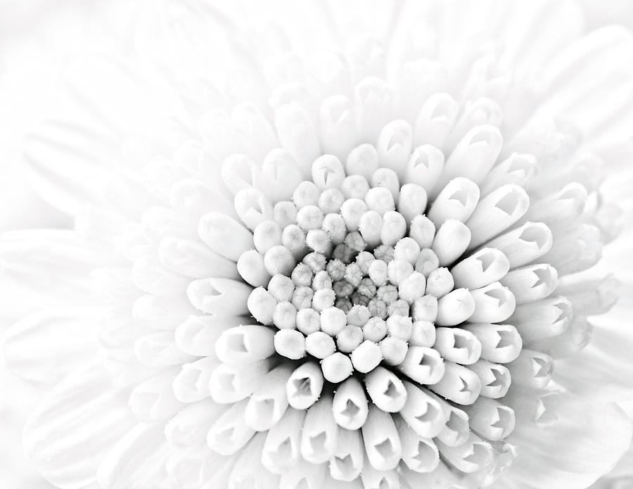 Flowers Still Life Photograph - White dahlia by Vinicios De Moura