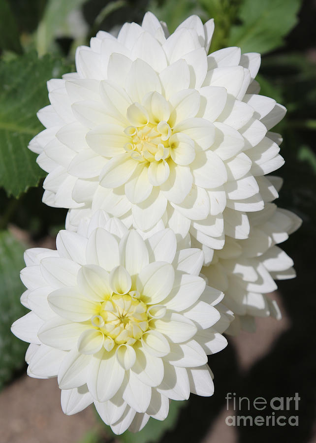 Dahlia Photograph - White Dahlias by Carol Groenen