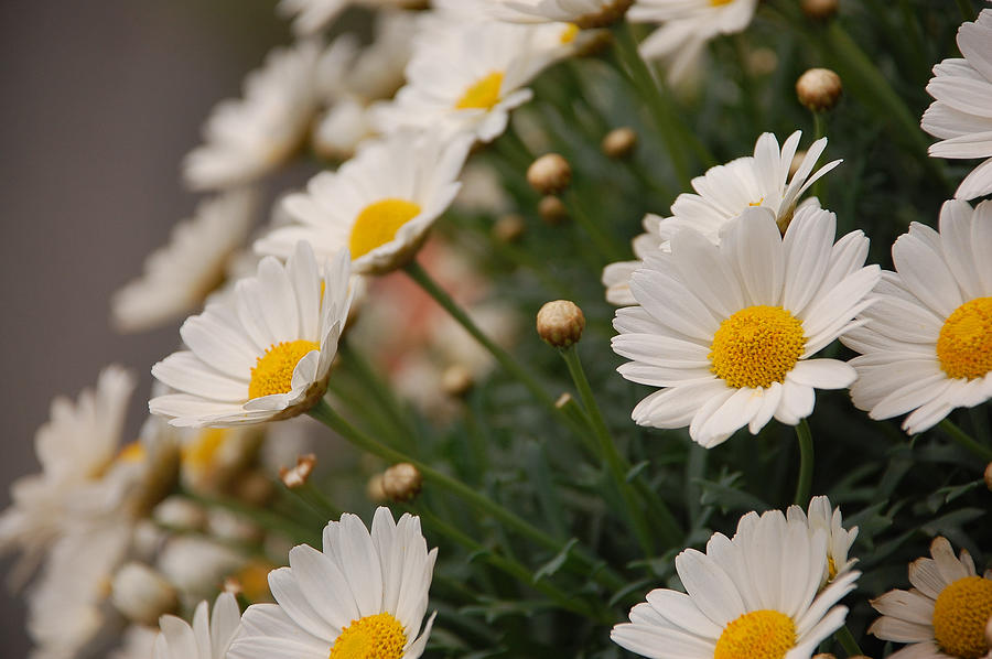 White daisies Photograph by Dany Lison