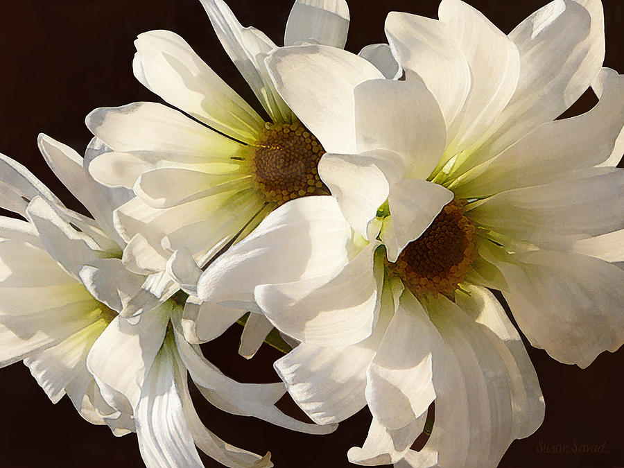 Daisy Photograph - White Daisies in Sunshine by Susan Savad