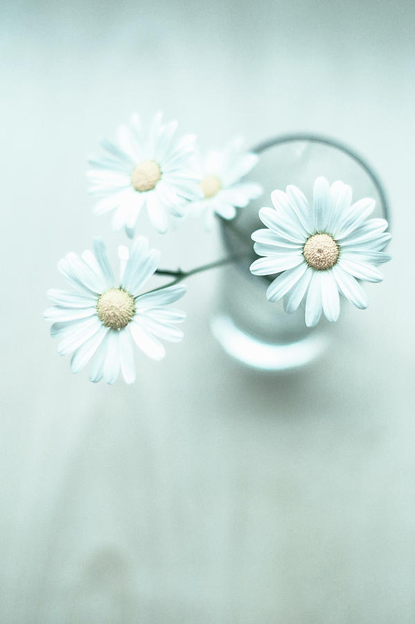 White Daisies In Vase Photograph by Steven Errico