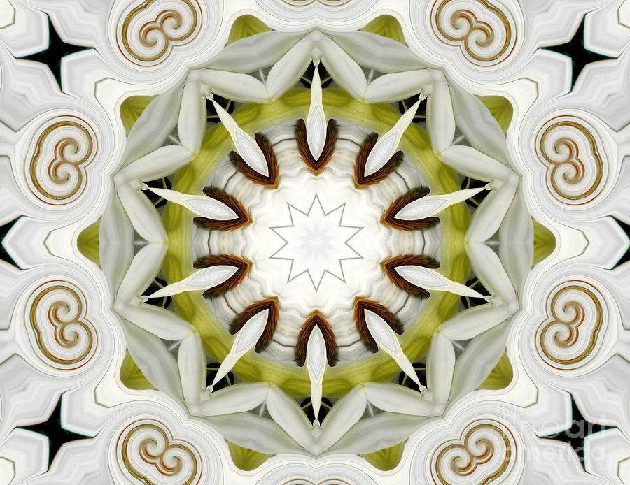 White Daisies Kaleidoscope Photograph by Rose Santuci-Sofranko