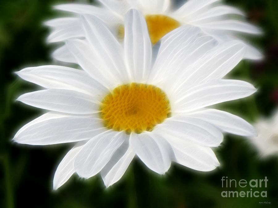 White Daisies Photograph by Kathie McCurdy