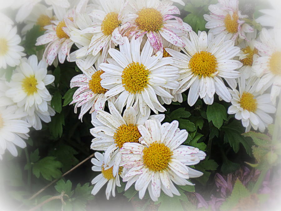 Nature Photograph - White Daisies by Kay Novy